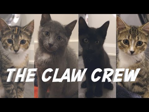 Our New Barn Cats are Feral Kittens - Meet The Claw Crew