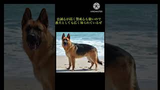 イケメン犬種　3選　#shorts