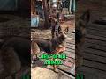 Diamond City Security Judge Your Companions in Fallout 4