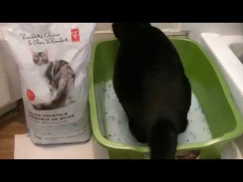 Best Cat Litter to buy! Silica Crystals Review! #catlitter