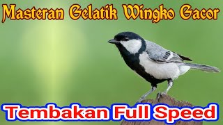Download lagu Masteran Suara Gelatik Wingko Gacor Dengan Suara Air Mengalir mp3