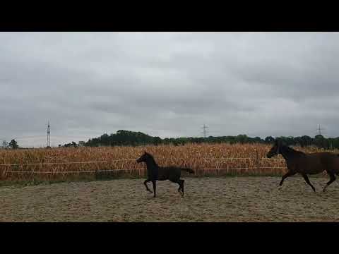 Oldenburger Hengstfohlen Vivaldon x Fürst Grandios x Rubin Royal Trab