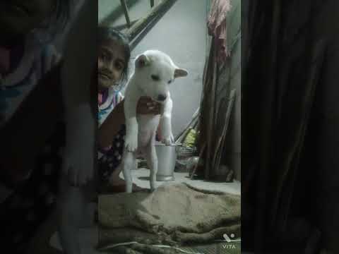 Cute puppy#Mihika's toys cartoon in Hindi. Animals