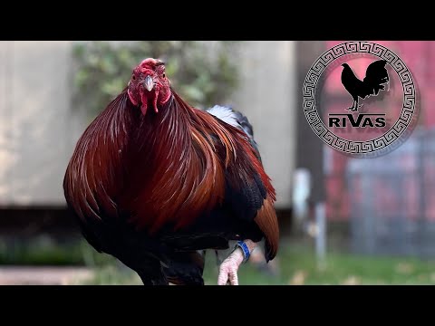 Cardinal Club Kelso Slick Lizard Farm