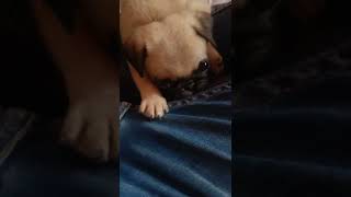 Pug Puppies Videos