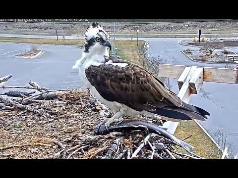 Hellgate  MT  ospreys 4 5 19 536pm Louis flys in with a  fish Then to owl pole when Iris did not sho