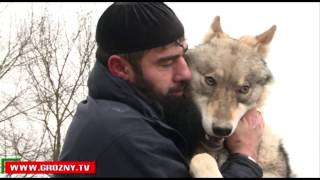 В доме у Хасана Берсанова уже 7 месяц живет хищник