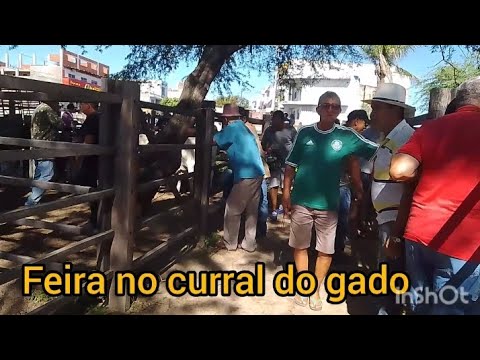 tradicional feira do gado em desterro Paraíba