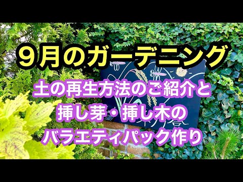 園芸 ピトケアニア・マイディフォリア
