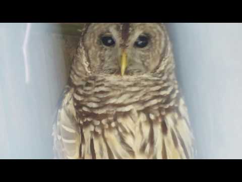 Barred Owl with Dynamic Feathers Blinks Eyes at Save Our Seabirds! Sarasota, Florida