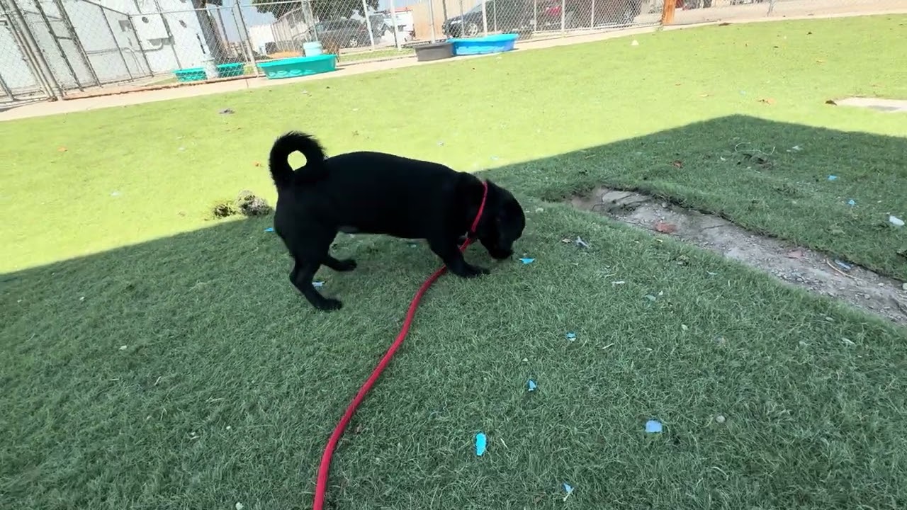 PIXIE (Available Sept 8), an adopted mixed breed in Wasco, CA video 6/6