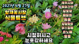 식물튜브 입고소식 [달빛향, 캄파눌라, 은노매, 톱풀, 향달맞이, 아스틸베, 매발톱, 랜드 등등] #양재꽃시…