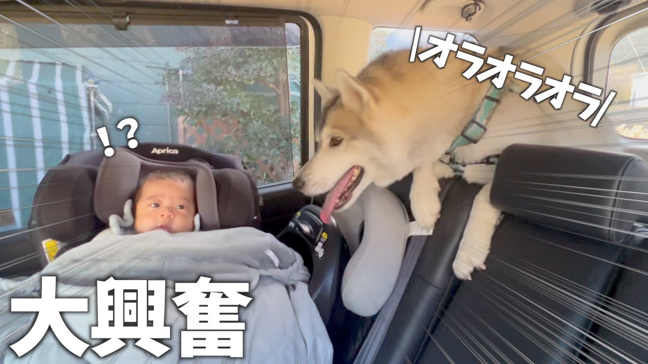 初めて家族みんなでお出かけしたら愛犬ハスキーが大はしゃぎでパニックにwww