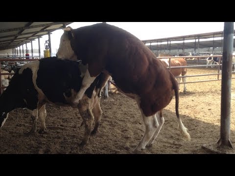 Bulls & Cows Best Farming - New Bulls Meet Cows First Time #18