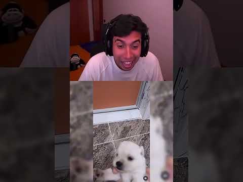 “Probresito El Perrito 😹” | Twich Elabrahaham | #elabrahaham #shorts |