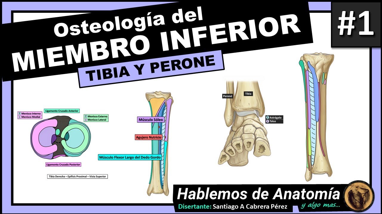 🔴👉OSTEOLOGIA DEL MIEMBRO INFERIOR  - TIBIA Y PERONE o FIBULA🟪 ANATOMIA