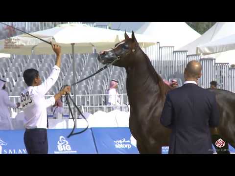 N 259 MISHAAL AM   Asharqia Arabian Horse Classic 2020   Stallions 4 6 Years Old Class 10A