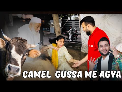 NADIR ALI MAMA K JANWAR 🐪 | CHILLI MILLI