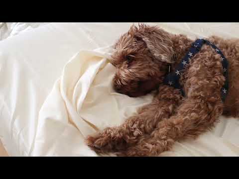 Best Organic Sheets & Bedding