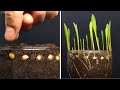 Growing Corn Time Lapse Greentimelapse Gtl Timelapse