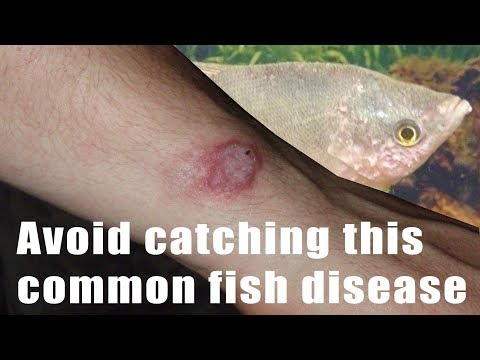 How to identify and avoid catching fish TB, Tuberculosis Mycobacterium marinum