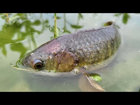 The Secret to Daily Life Fishing Success in Rainy Weather