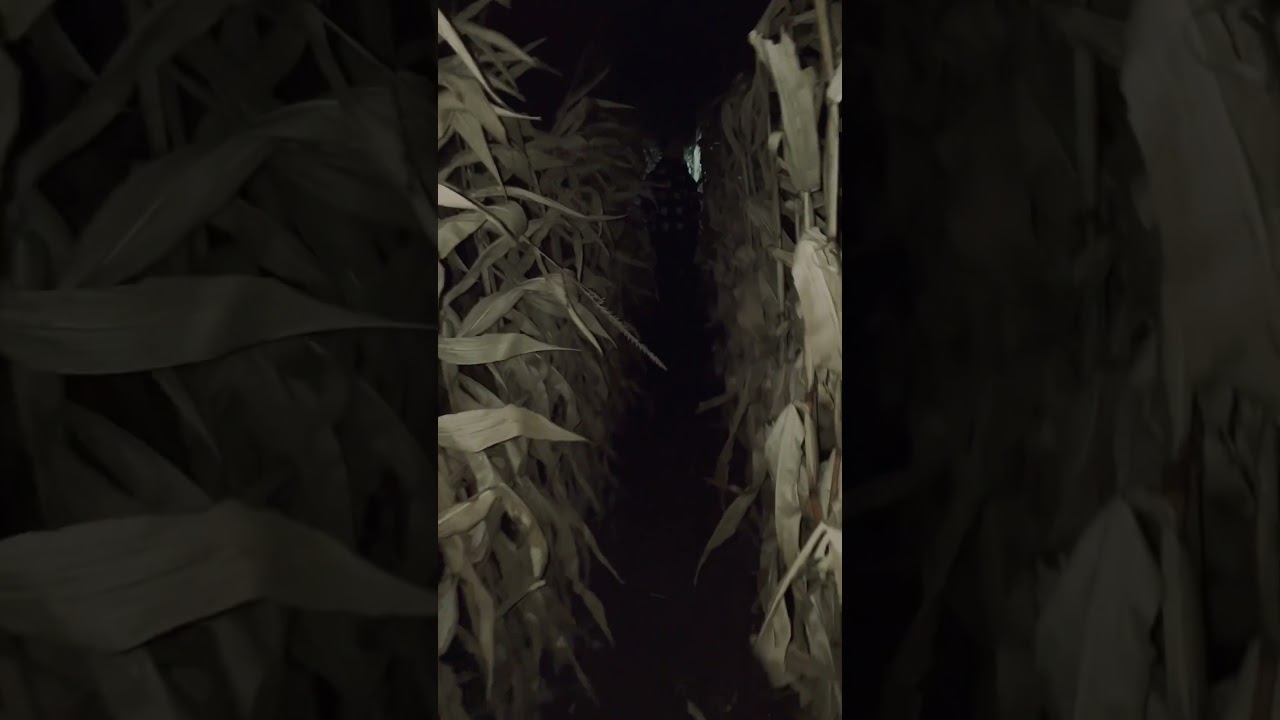 Spooky Corn Maze 💀🎃#halloween #maze #horrorshorts #scary