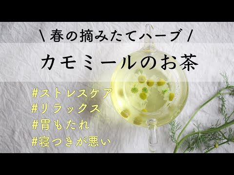 カモミールティーの作り方、使い方、効果 植物