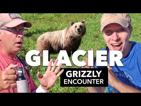 Too close! Grizzly encounter & other wildlife at Glacier National Park