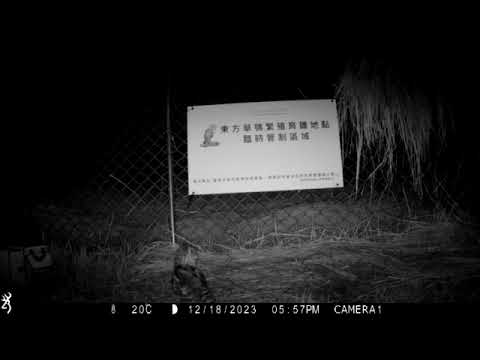 草鴞寶寶日記-1218草鴞已會離開圍網到處移動不過不時還是回來看看老家