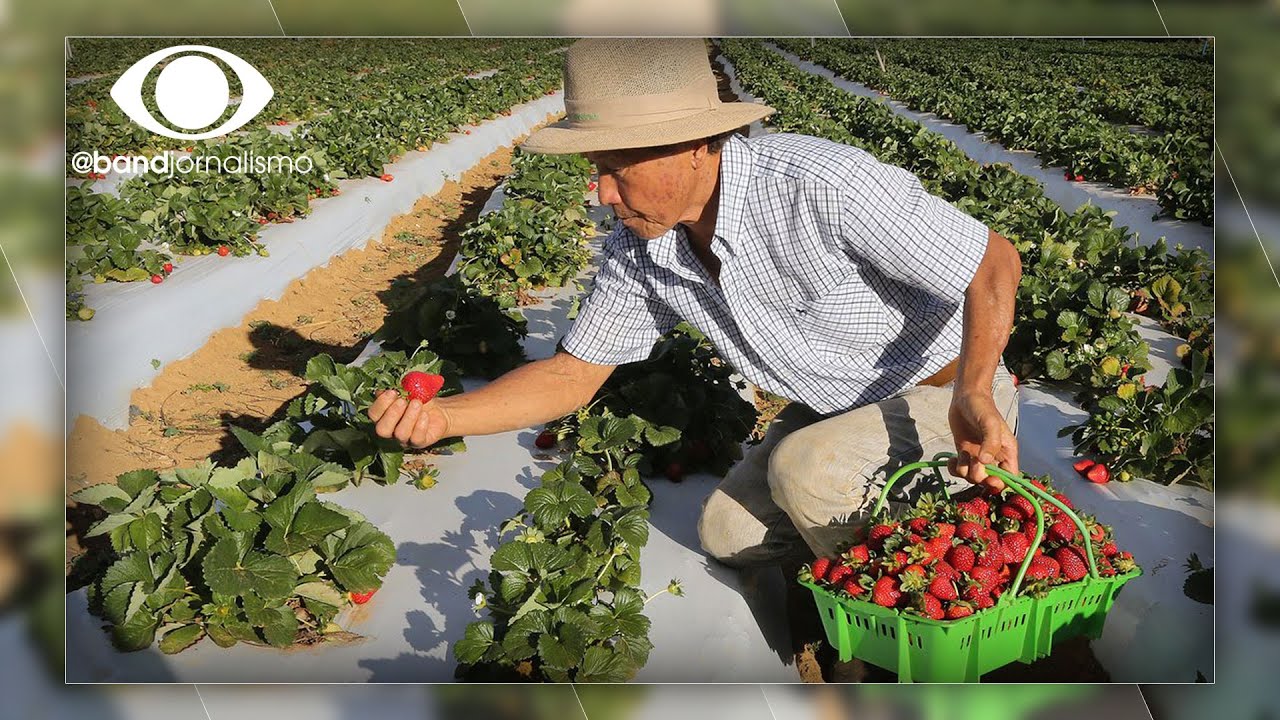 Brasil é o terceiro maior produtor mundial de frutas
