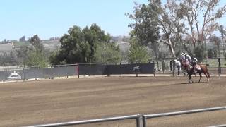 Rein My Belle Laura Edwards