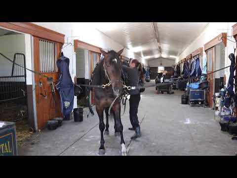 Fourth Dimension -- No. 4 in the 2018 Hoof Beats Predictive Trotting Rankings