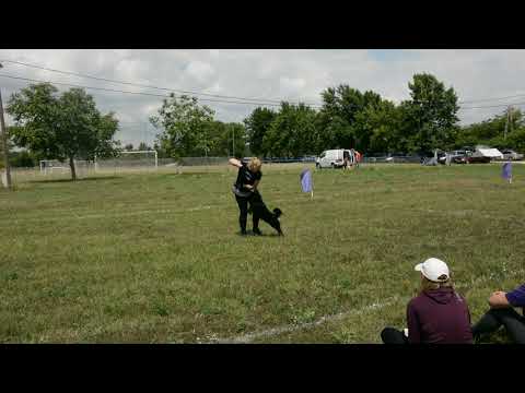 B.Fly Agility Team - puller verseny - 2020.07.18. Kisapostag