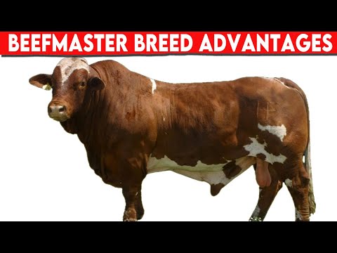 , title : '⭕ Beefmaster Breed Advantages AND Disvantages ✅  Cattle Beefaster'