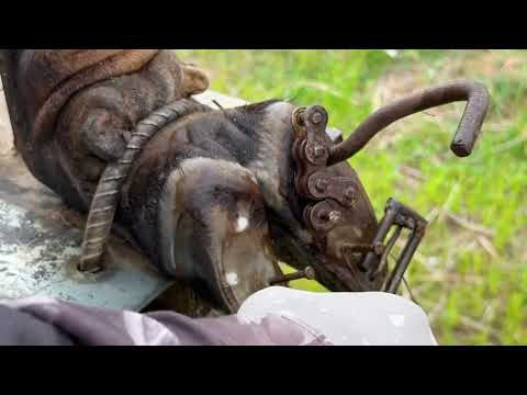 Ep379/ Cleaning TV - Case of total loss of the bovine hoof capsule