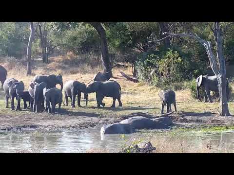 Djuma: Elephant calf checking out the Hippos - 15:01 - 06/26/21