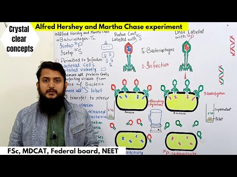Hershey and Chase experiment || DNA as hereditary material || FSc, MDCAT, Federal board Urdu/hindi