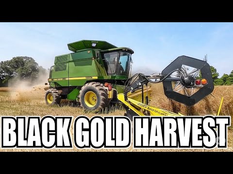 Black Gold: Canola Harvest Begins