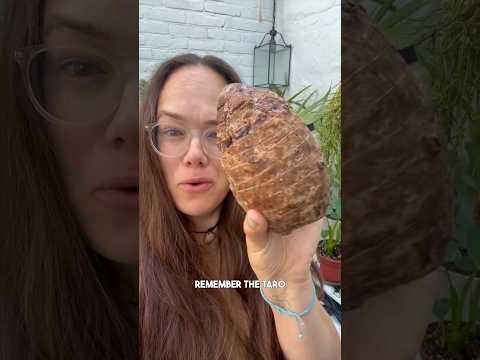 Have you tried growing Taro corms into Colocasia plants?! I love that this actually worked #taro