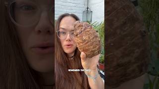 Download lagu Have you tried growing Taro corms into Colocasia plants?! I love that this actually worked #taro mp3