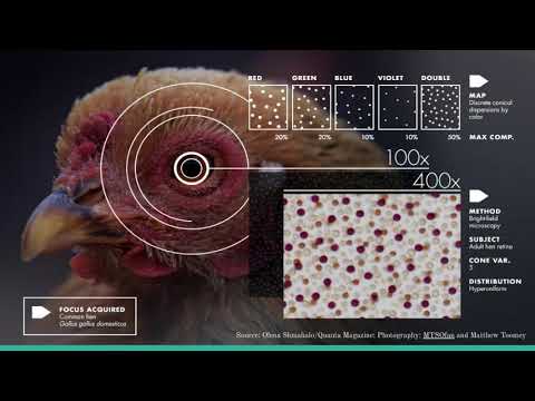 Poster Presentation | Hyperuniformity | Self-Organized Criticality