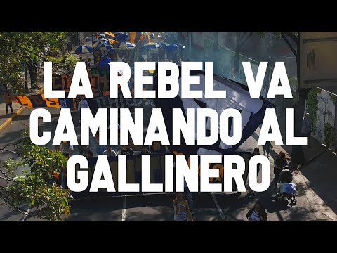"La Rebel Va Caminando Al Gallinero" Barra: La Rebel • Club: Pumas • País: México