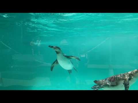 Kraków ZOO pingwiny