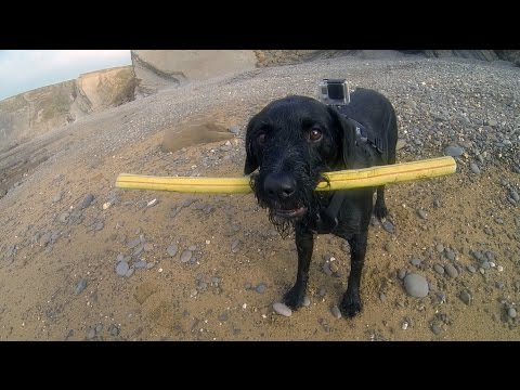 GoPro Fetch Dog Harness: Capture the Action with Martin Dorey