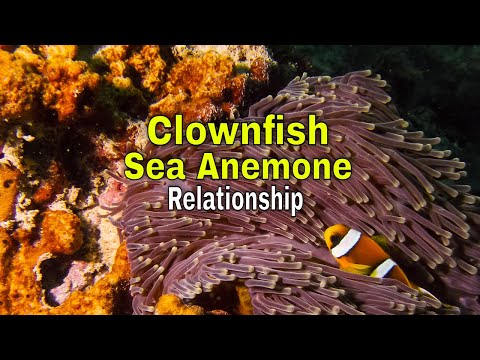 Clownfish Sea Anemone Relationship