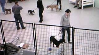 preview picture of video 'Our First Puppy Class'
