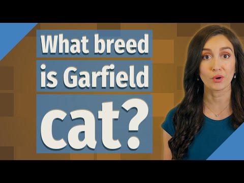 What breed is Garfield cat?