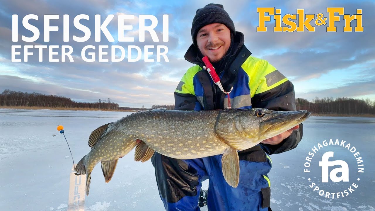NY VIDEO: ISFISKERI EFTER GEDDER MED FORSHAGA AKADEMIN