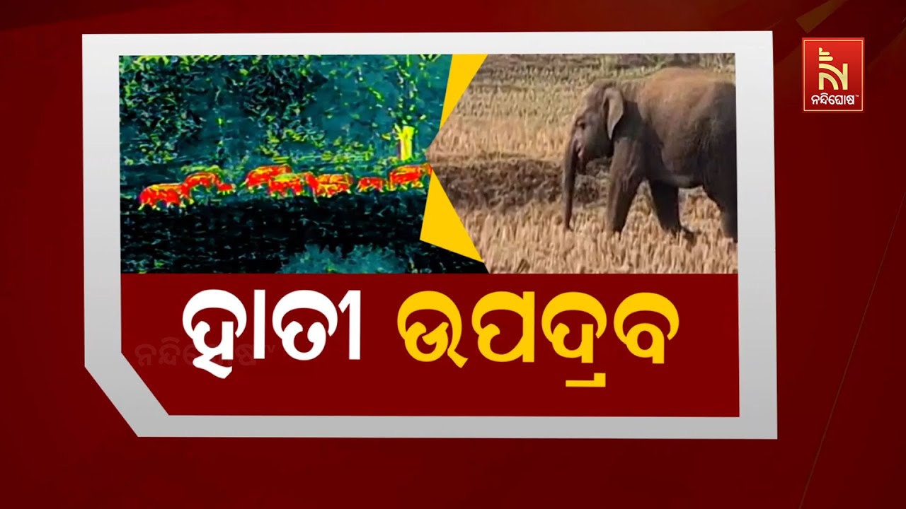 ହାତୀ ଉପଦ୍ରବ  | Nandighosha TV